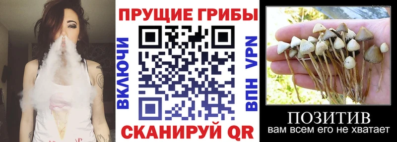 Галлюциногенные грибы Cubensis  Мостовской 